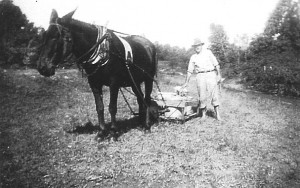 E.W. Berry with mule and slide cart, used to transport bullfrogs and tadpoles across short distances.