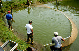 A long, flat net called a “seine” is used to crowd the fish into a corner.