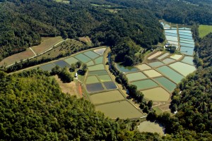 Patrick County, our flagship production facility. Once a cabbage farm, over 20 years this land has transformed into a state-of-the-art koi farm, with 64 ponds and over 50 surface acres of water.