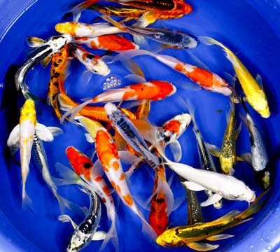 live 5 to 6 inch premium grade butterfly koi