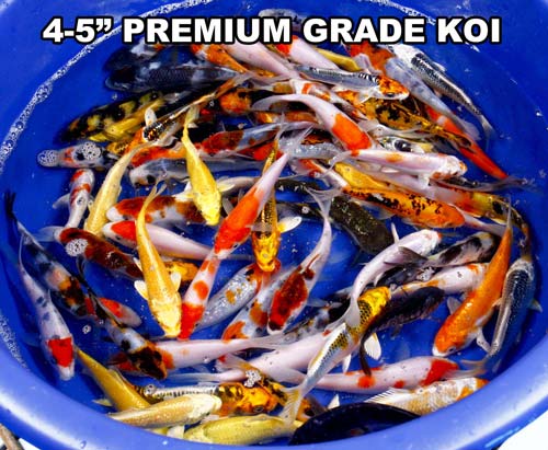 live 4-5 inch premium grade koi fish