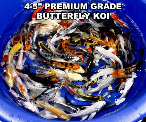 live 4-5 inch premium grade butterfly koi fish