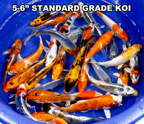 live 5-6 inch standard grade koi fish