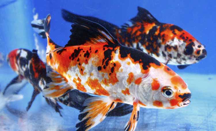 Live Imported Chinese Shubunkin Goldfish