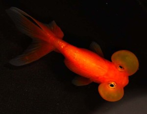 live red bubble eye goldfish for sale