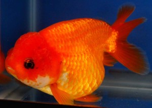 live red ranchu goldfish