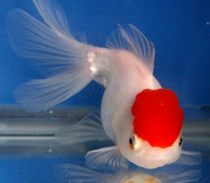 live redcap oranda goldfish for sale