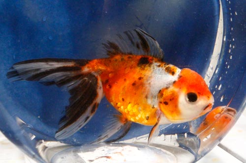 calico oranda goldfish