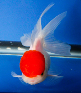 live redcap oranda goldfish