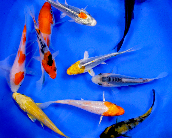 Blue Ridge Live Koi Fish Standard Fin Aquarium and Tank Grade AA Garden Pond Healthy and Bio-Secure 
