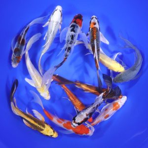 Standard Butterfly Koi 6-7"