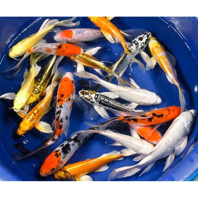 Butterfly Koi for Sale Blue Ridge Koi & Goldfish