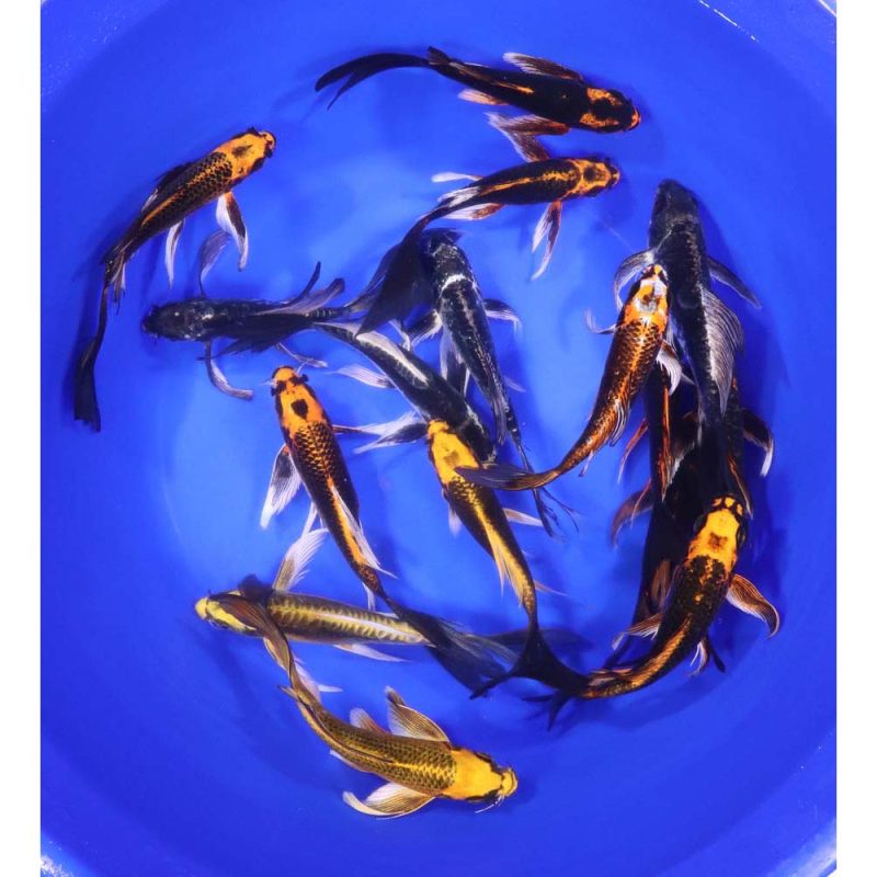 Skeleton Butterfly Koi 6-7" - Image 2