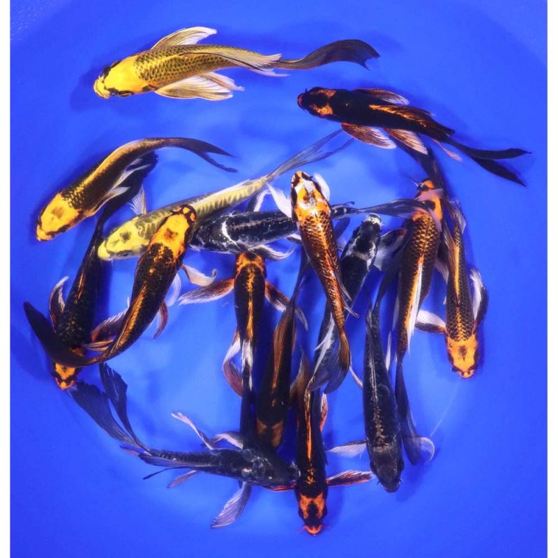Skeleton Butterfly Koi 6-7" - Image 5