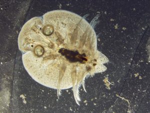 Fish lice under magnification