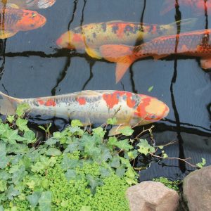 Koi in a Pond
