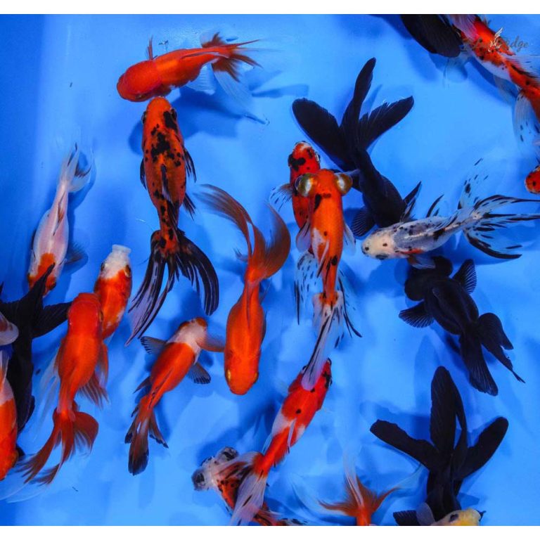 Mixed Premium Fantail Goldfish SM Blue Ridge Koi & Goldfish