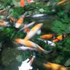 Blurred fish swimming in a pond
