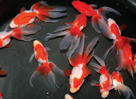 Goldfish