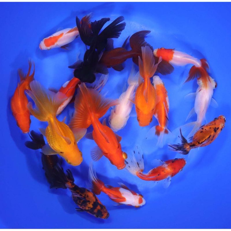 Mixed Premium Fantail Goldfish LG