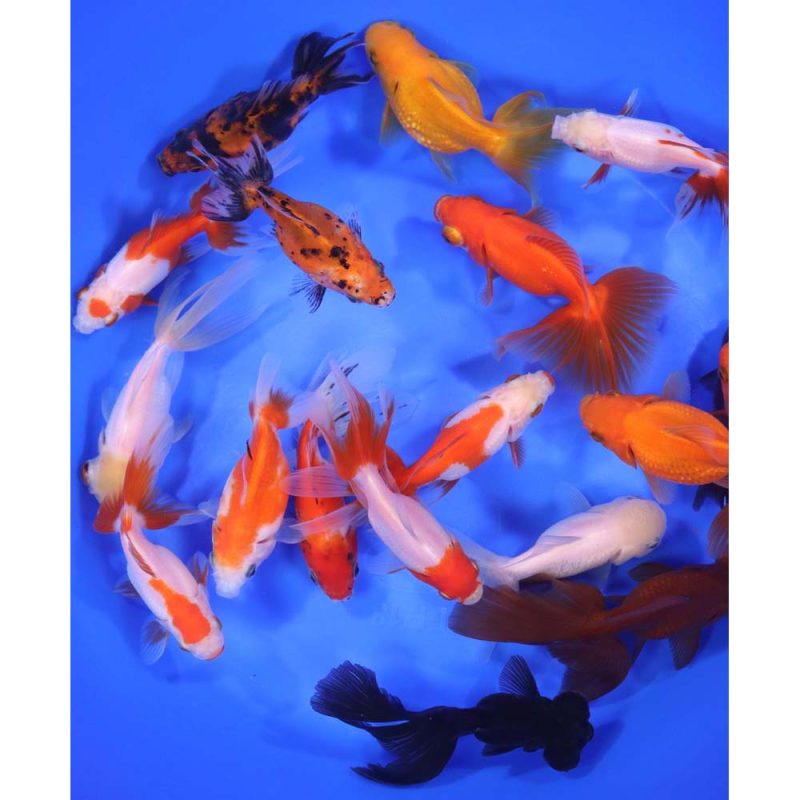 Mixed Premium Fantail Goldfish LG - Image 2