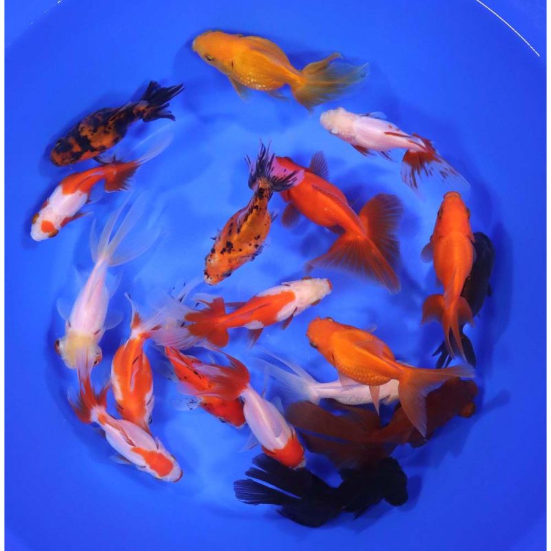 Mixed Premium Fantail Goldfish LG - Image 3