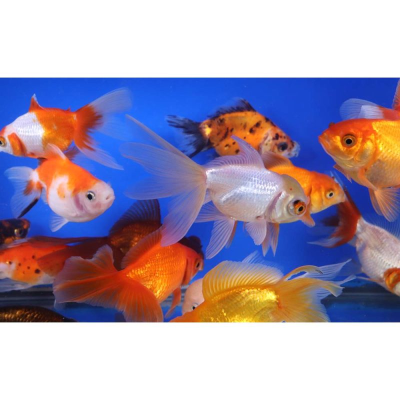 Mixed Premium Fantail Goldfish LG - Image 4