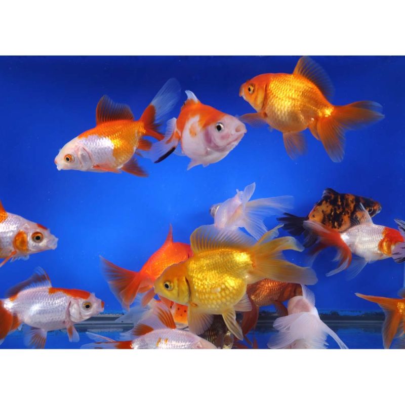 Mixed Premium Fantail Goldfish LG - Image 5