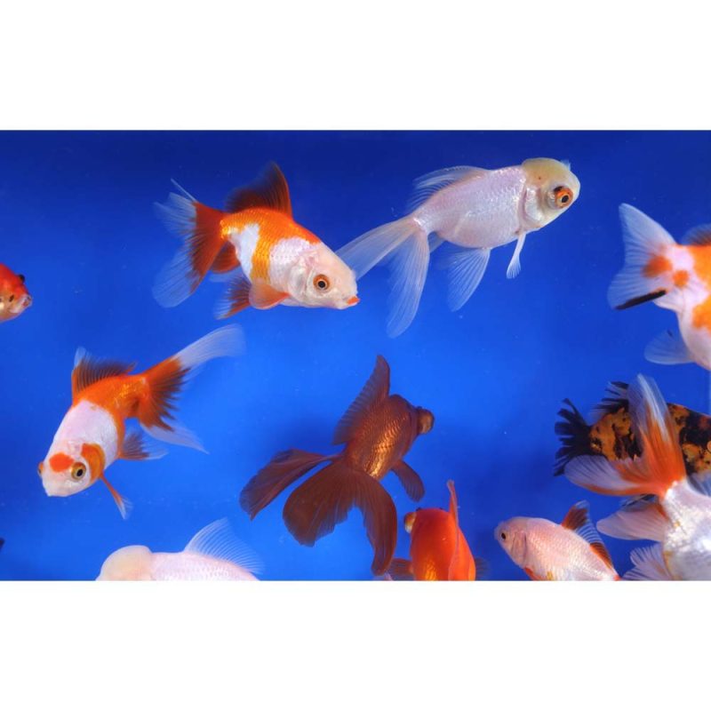 Mixed Premium Fantail Goldfish LG - Image 6