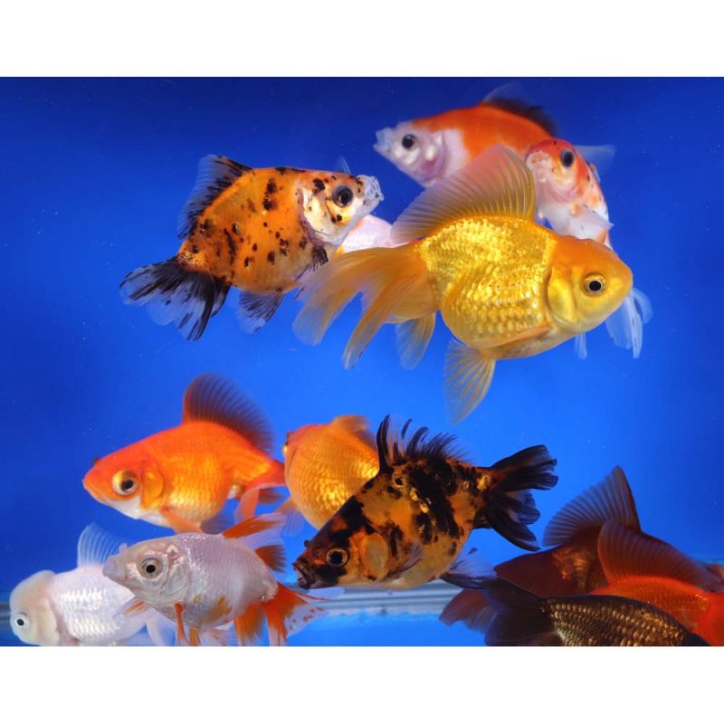 Mixed Premium Fantail Goldfish LG - Image 7