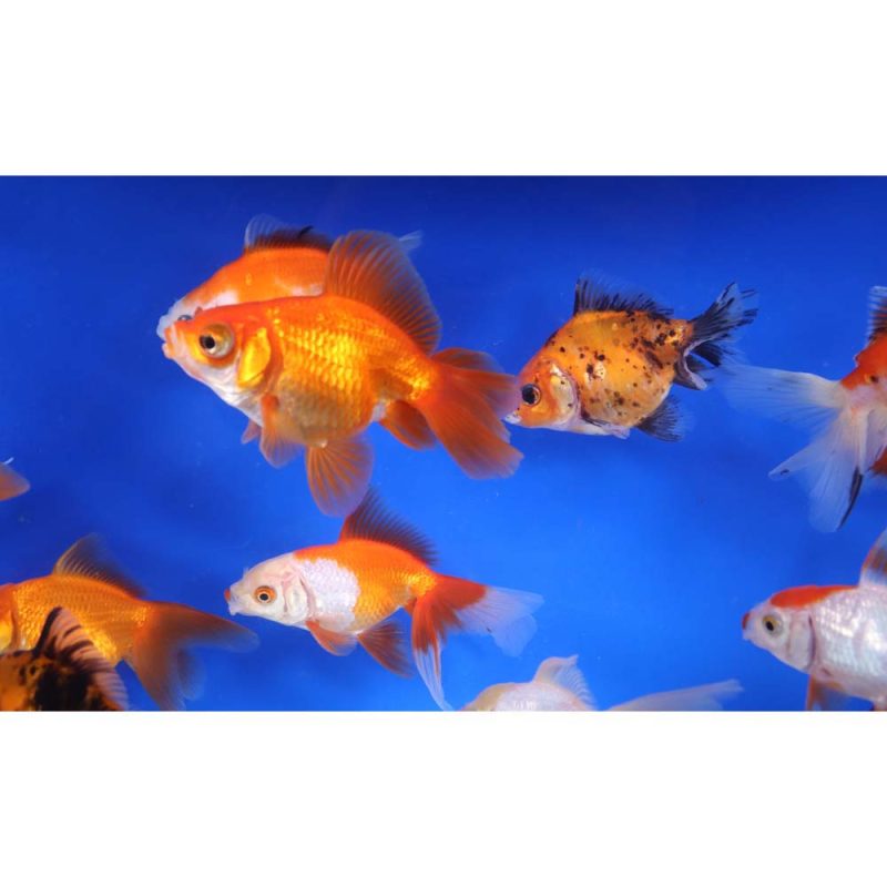 Mixed Premium Fantail Goldfish LG - Image 8