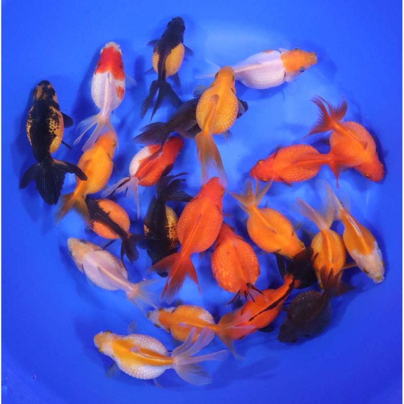 Mixed Pearlscale Goldfish LG