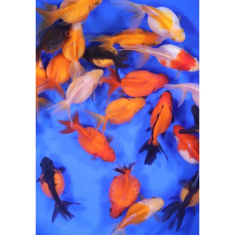 Mixed Pearlscale Goldfish LG - Image 2