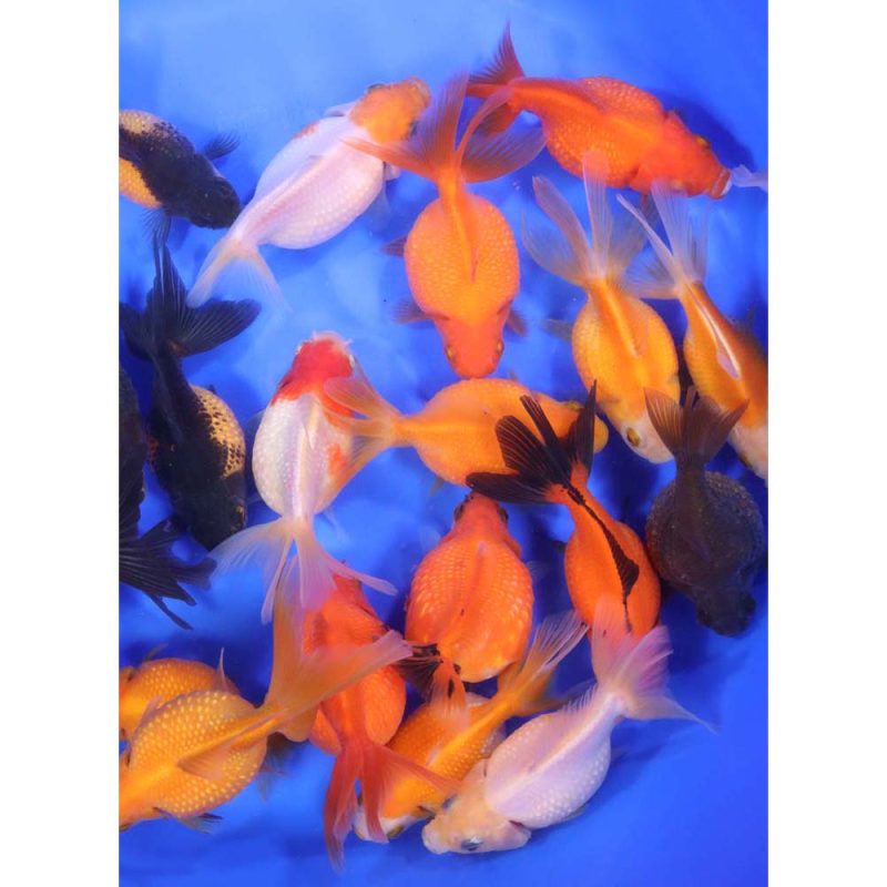 Mixed Pearlscale Goldfish LG - Image 3