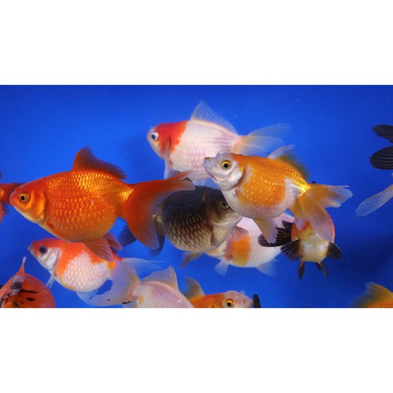 Mixed Pearlscale Goldfish LG - Image 6