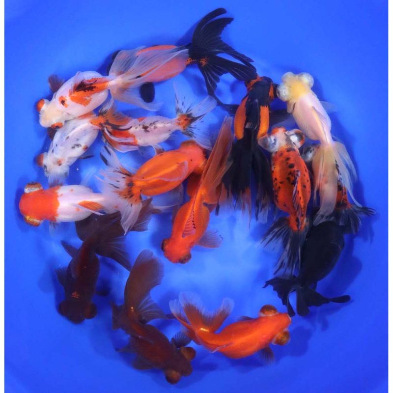 Mixed Butterfly Fantail Goldfish XL