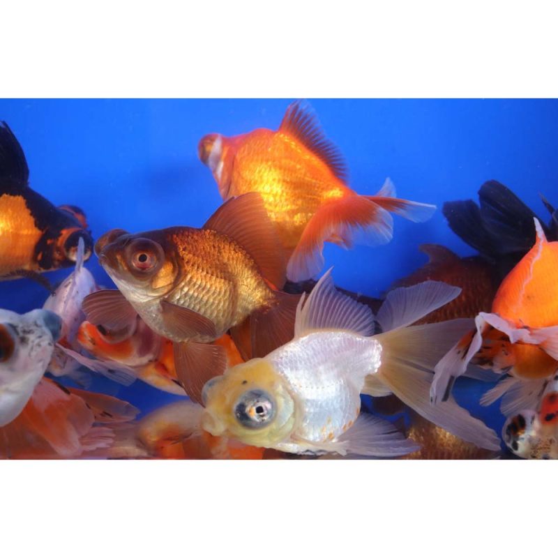 Mixed Butterfly Fantail Goldfish XL - Image 4