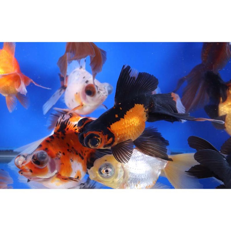 Mixed Butterfly Fantail Goldfish XL - Image 5