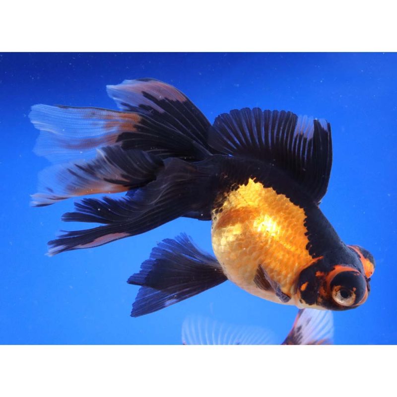 Mixed Butterfly Fantail Goldfish XL - Image 6