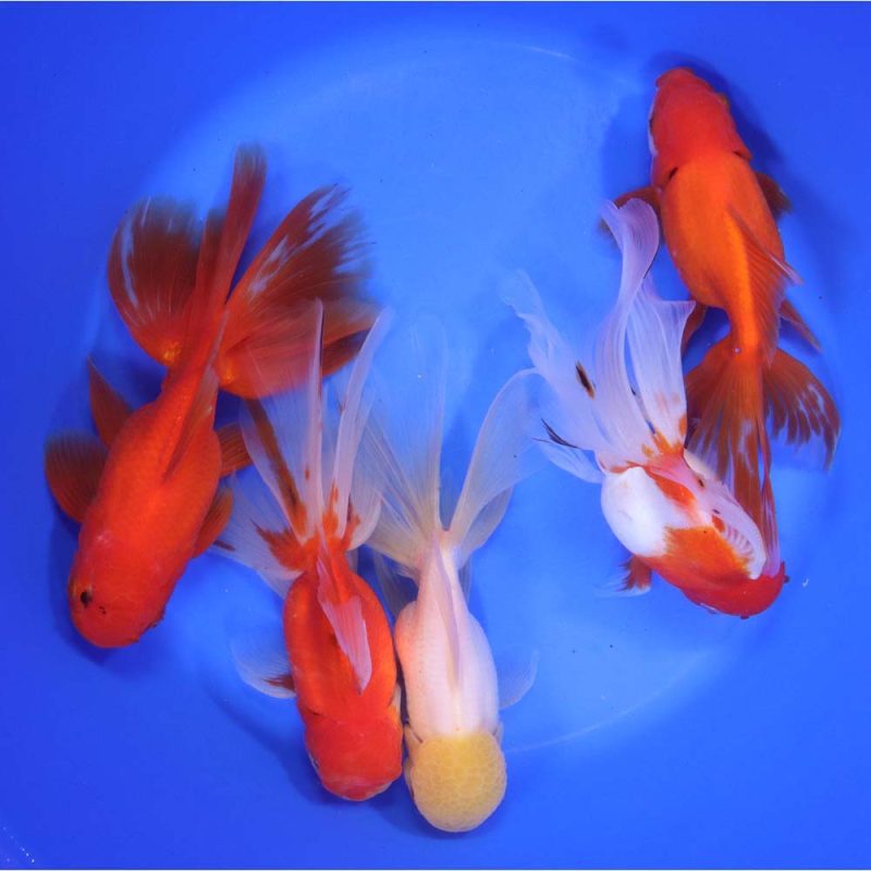 Mixed Oranda Goldfish Super Jumbo