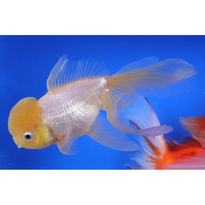 Mixed Oranda Goldfish Super Jumbo - Image 4