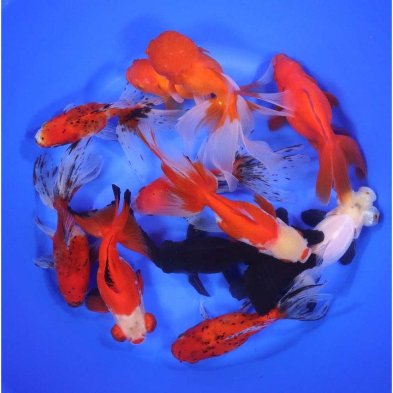 Mixed Premium Fantail Goldfish JUMBO