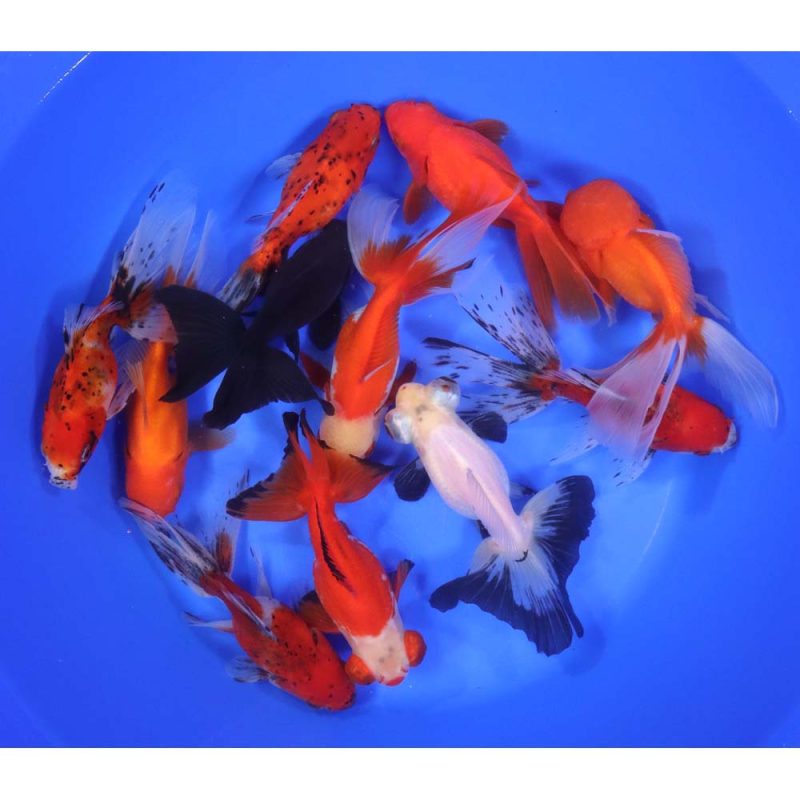 Mixed Premium Fantail Goldfish JUMBO - Image 3