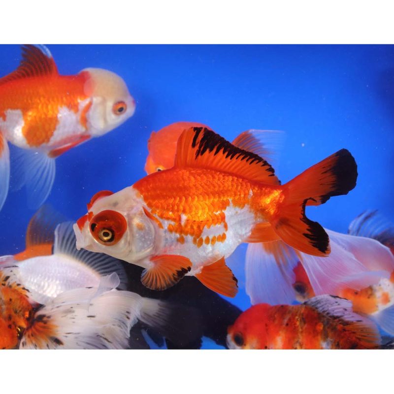 Mixed Premium Fantail Goldfish JUMBO - Image 4