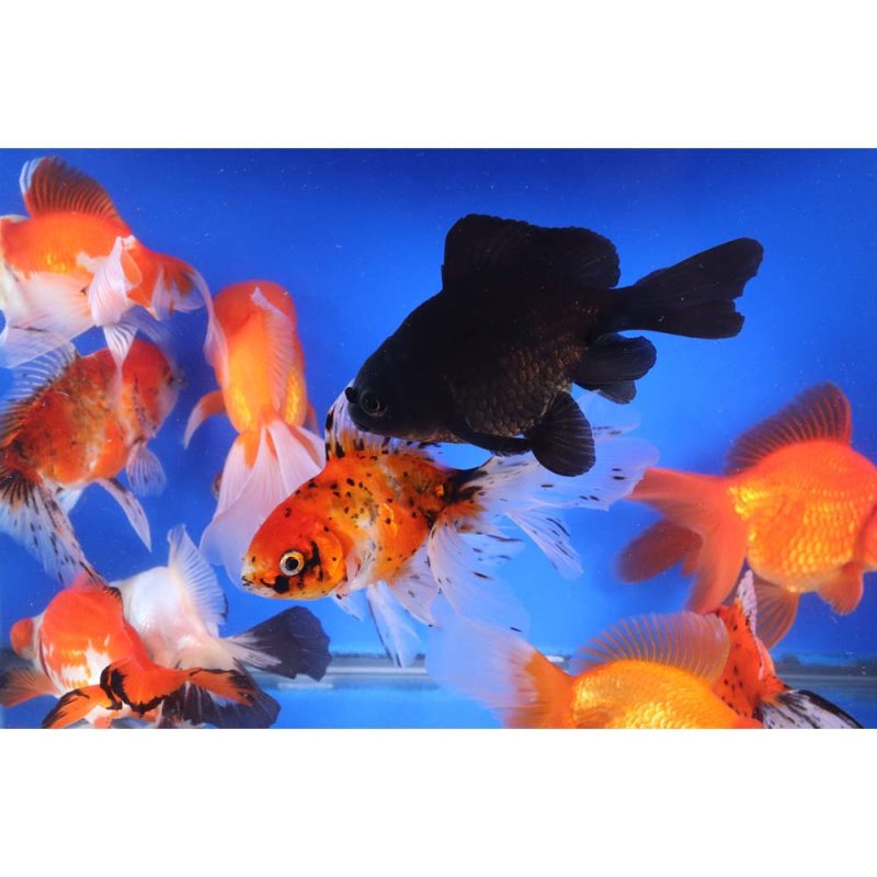 Mixed Premium Fantail Goldfish JUMBO - Image 5