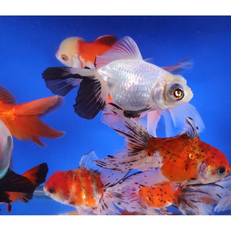 Mixed Premium Fantail Goldfish JUMBO - Image 6