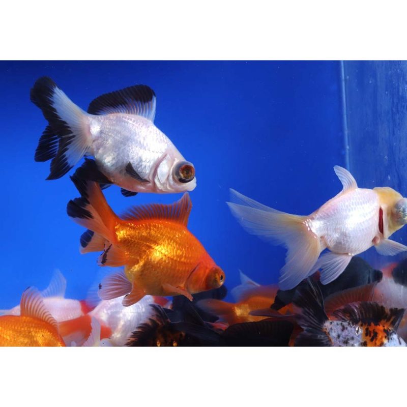 Mixed Telescope Eye Fantail Goldfish LG - Image 5