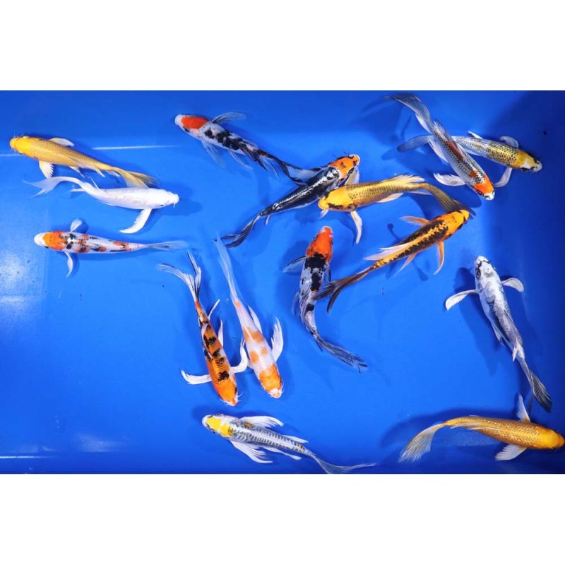 Premium Butterfly Koi 6-7" - Image 2