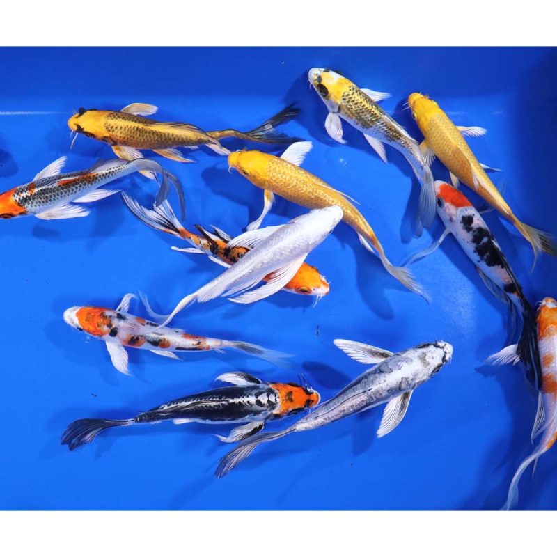 Premium Butterfly Koi 6-7"