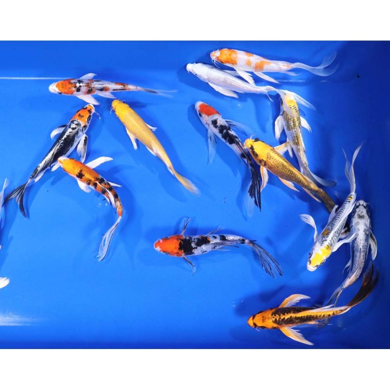 Premium Butterfly Koi 6-7" - Image 3